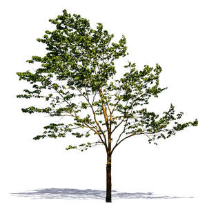 cut out tree with sparse leaves