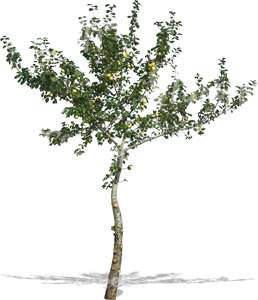 cut out small apple tree with apples