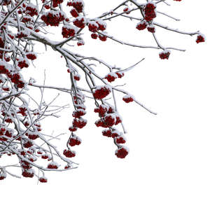 cut out rowan branch covered with snow