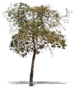 cut out tropical tree with pink blossoms