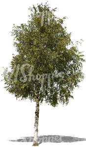 cut out medium birch