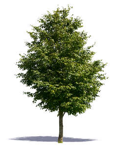cut out thick medium size tree