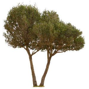 cut out mediterranean tree