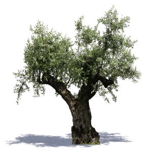 cut out old olive tree