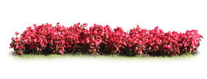 row of blooming red flowers