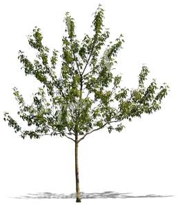 cut out small tree in spring