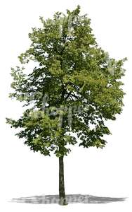 cut out tall linden tree