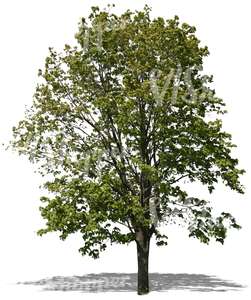 cut out big maple tree in springtime