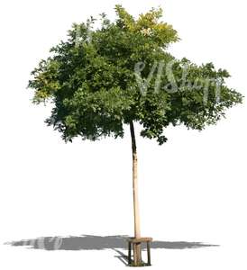 cut out young ash tree with a support crate