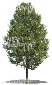 cut out tall linden tree