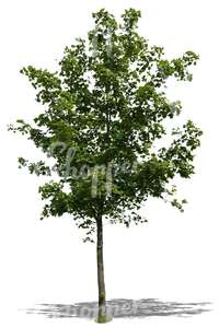 cut out small maple tree