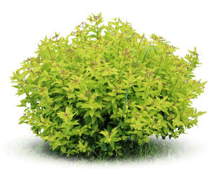 cut out light green bush