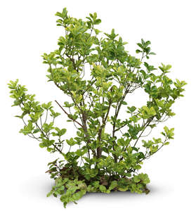 cut out sparse bush