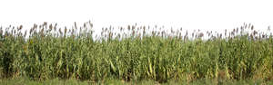 cut out tall grass