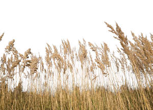 cut out dry grass