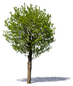 cut out medium size tree with a round crown