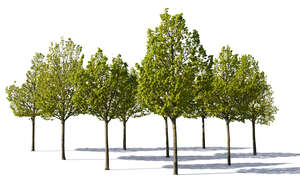 cut out group of medium size linden trees