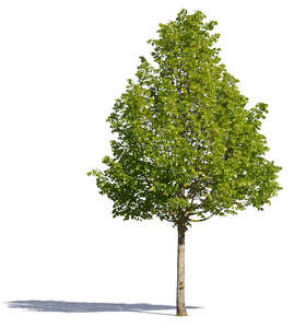 cut out medium tree