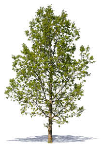 cut out medium size tree with young leaves