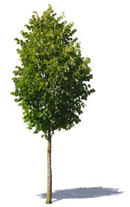 cut out small deciduous tree
