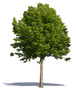 cut out medium size linden tree in direct sunligt