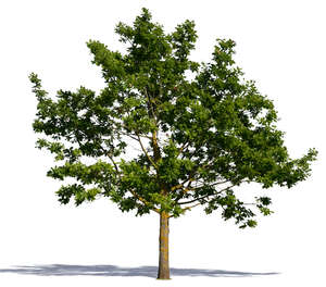 cut out oak with sparse foliage