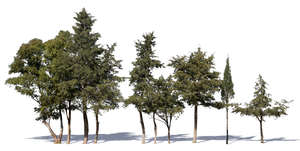 cut out group of evergreen trees