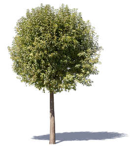 cut out deciduous tree with a round crown