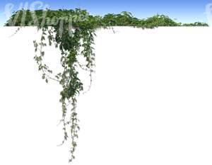 cut out hanging vine