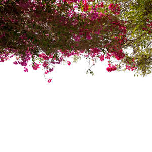 foreground branch with pink blossoms