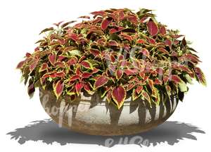 decorative plant inside a pot