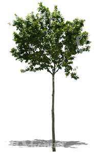 cut out small maple tree