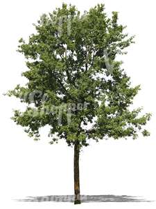 cut out deciduous tree