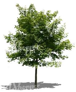 cut out little maple tree