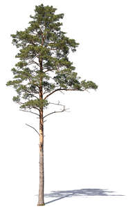 cut out tall pine tree