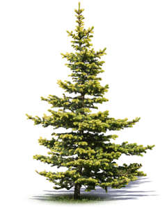 small light green spruce