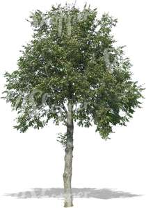 cut out big deciduous tree