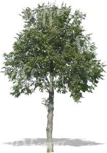 cut out big deciduous tree