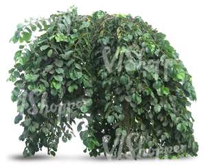 cut out small tree with hanging branches