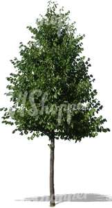 cut out young linden tree