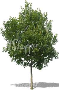 cut out young maple tree