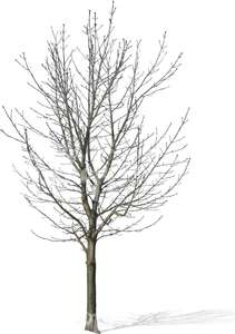 cut out bare tree