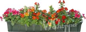 cut out row of red flowers in a pot