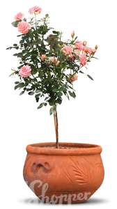 cut out rose tree in a pot