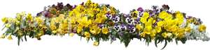 cut out bed of yellow pansies