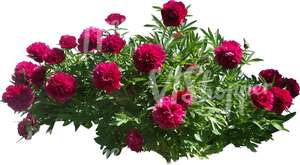 cut out bush of peonies