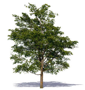 cut out big deciduous tree