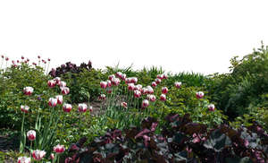 foreground with plants and flowers