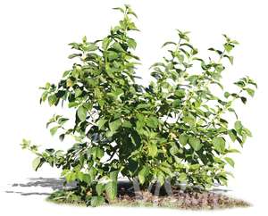 small deciduous bush