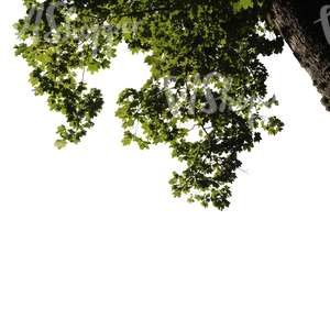 cut out branch of a maple tree